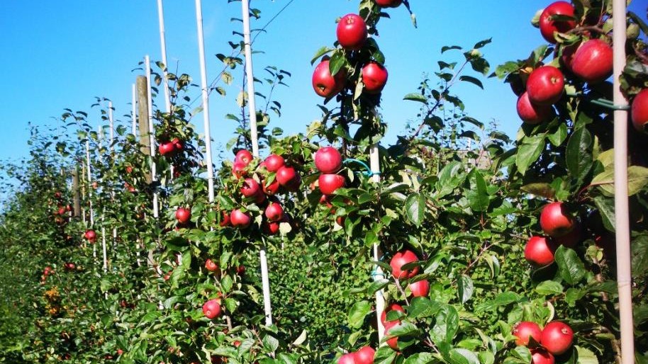 Orchard sandalen sales